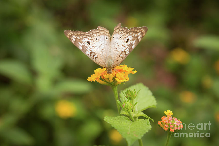 Namaste Butterfly Photograph by Ana V Ramirez