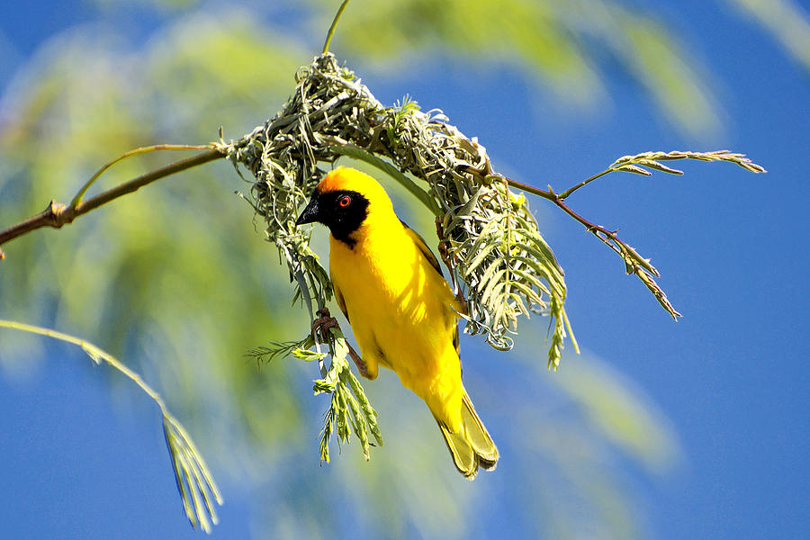 Bird Photograph - Nambia Weaver by Desenclos Patrick