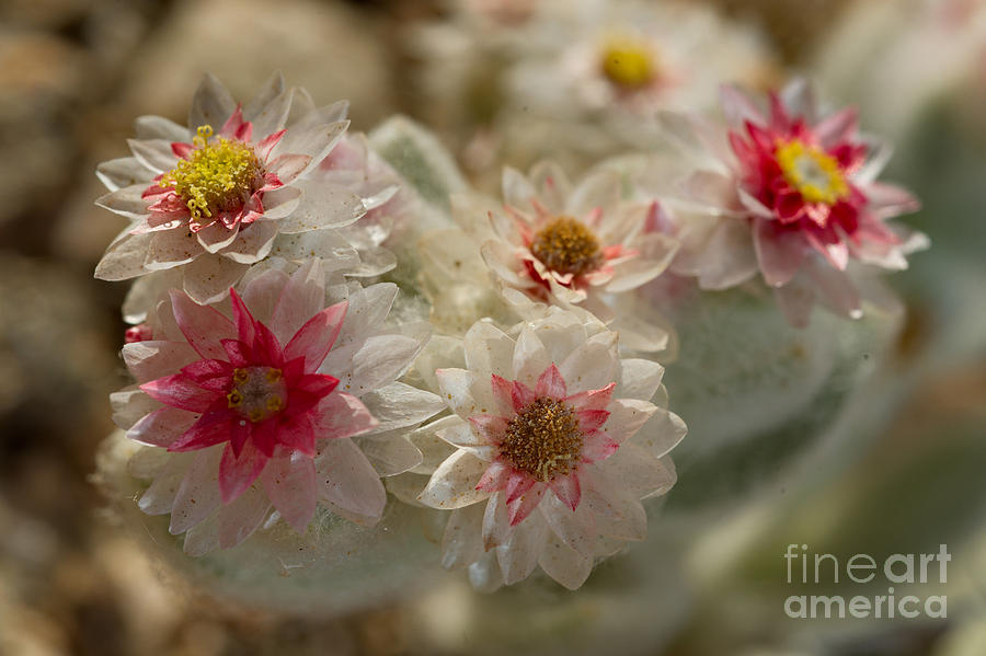 Namib Desert Flower Photograph by Francesco Tomasinelli