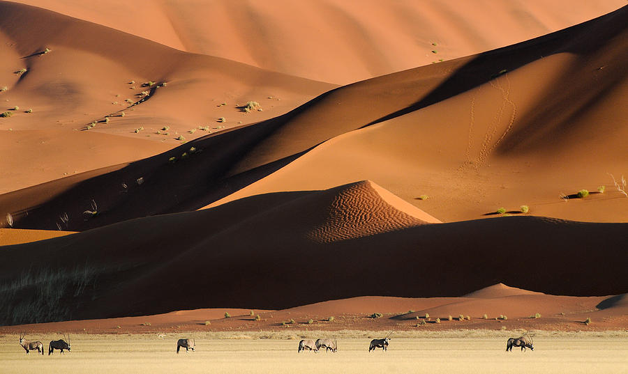 Nature Photograph - Namib Dunes by Muriel Vekemans