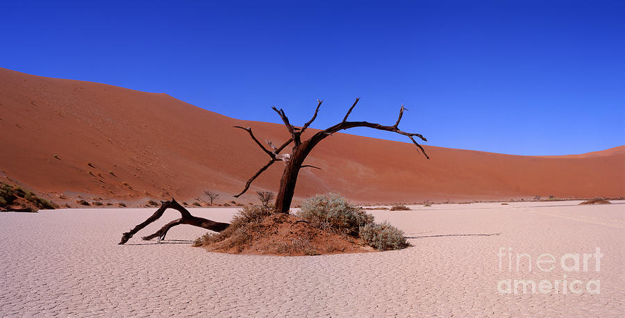Namib Hidden Vlei dead tree Photograph by Warren Photographic