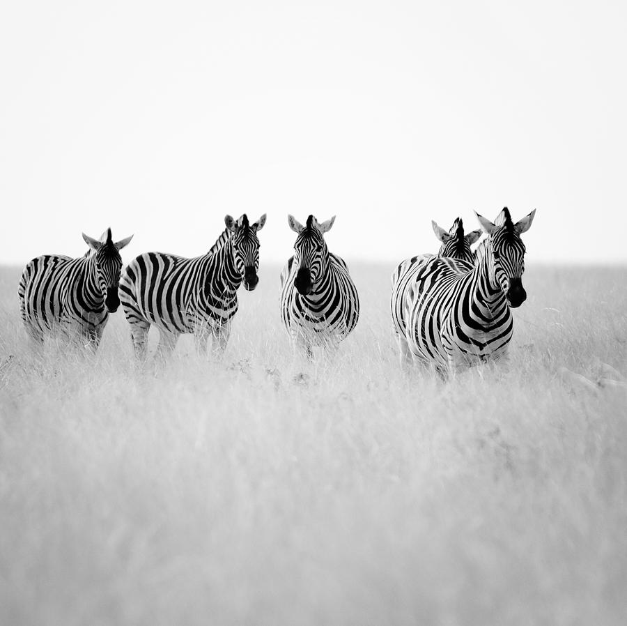 Zebra Photograph - Namibia Zebras II by Nina Papiorek