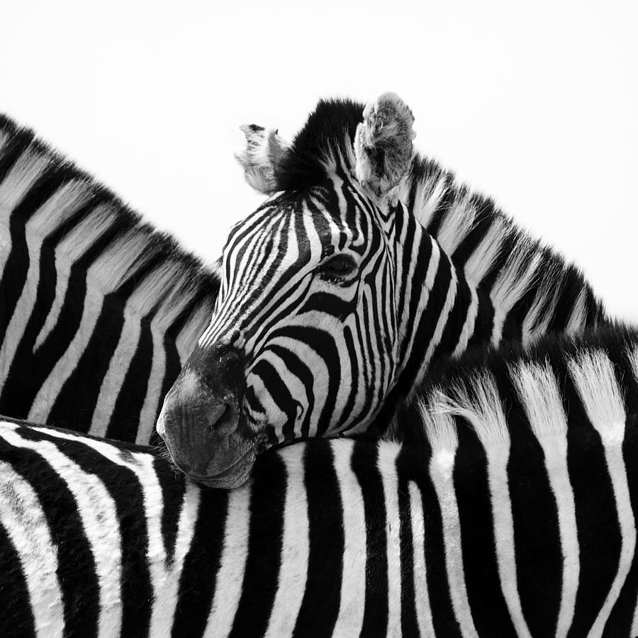 Zebra Photograph - Namibia Zebras III by Nina Papiorek