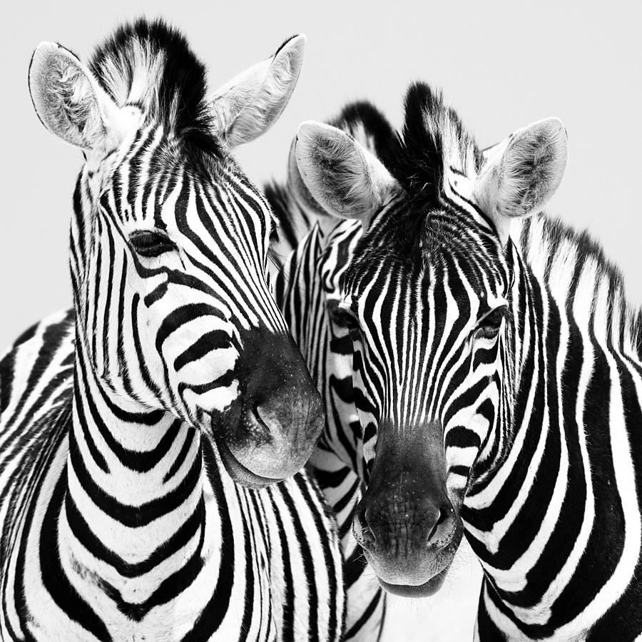 Wildlife Photograph - Namibia Zebras IV by Nina Papiorek