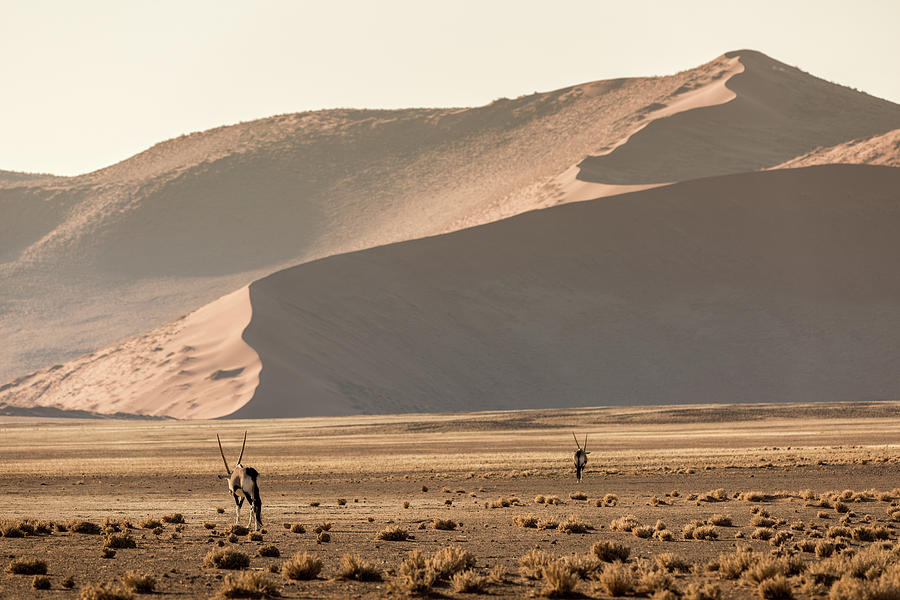 Namibian desert Photograph by Francesco Riccardo Iacomino