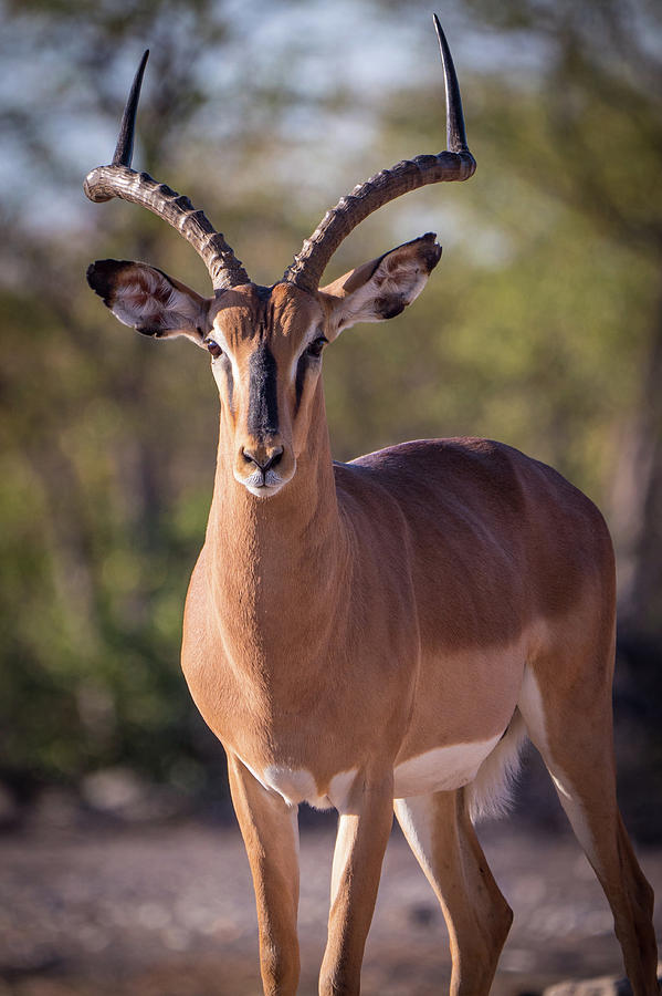 Namibian Impala Photograph by Randy Green