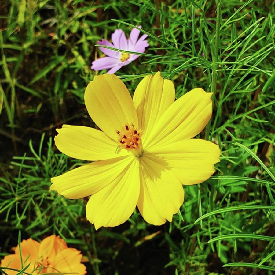Flowers Still Life Photograph - An Yellow Cosmos by Beautiful Flowers