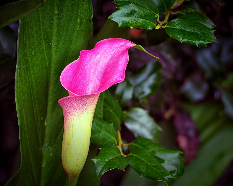 Nancys Calla Lily with Holly Photograph by Bill Swartwout