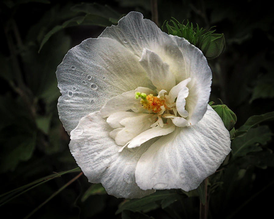 Nancys Hardy Hibiscus Photograph by Bill Swartwout