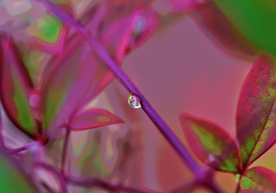 Nandina Leaves Water Drop Artistic I Photograph by Linda Brody