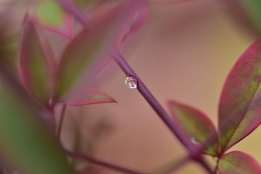 Nandina Leaves Water Drop I Photograph by Linda Brody