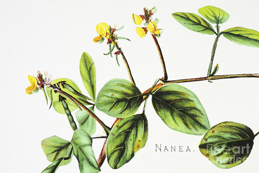 Nanea Flower Art Painting by Hawaiian Legacy Archive - Printscapes