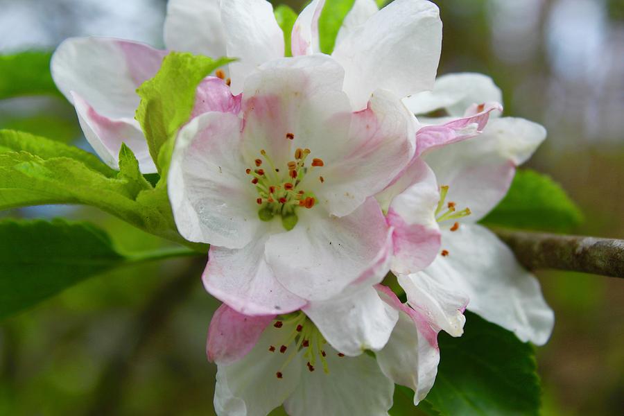 Nanee Apple Blossom Photograph by M E