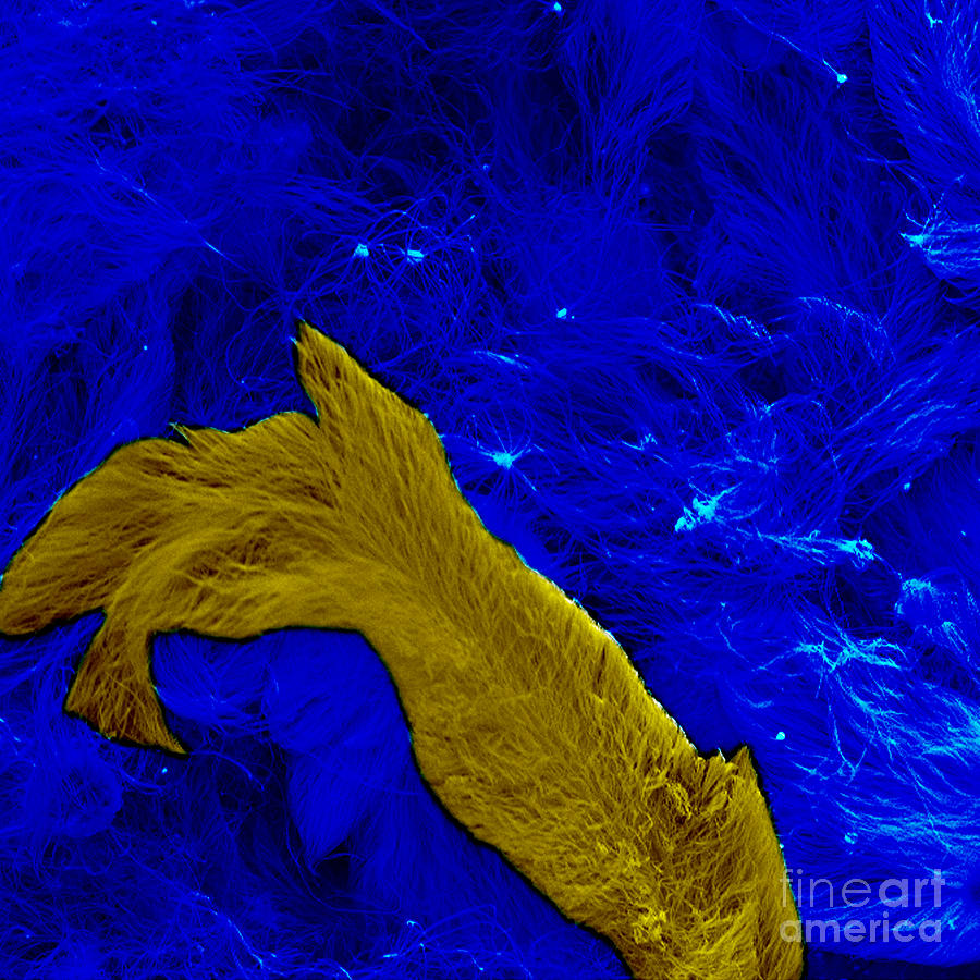 Nanowire Bundles, Nanotechnology Photograph by Science Source