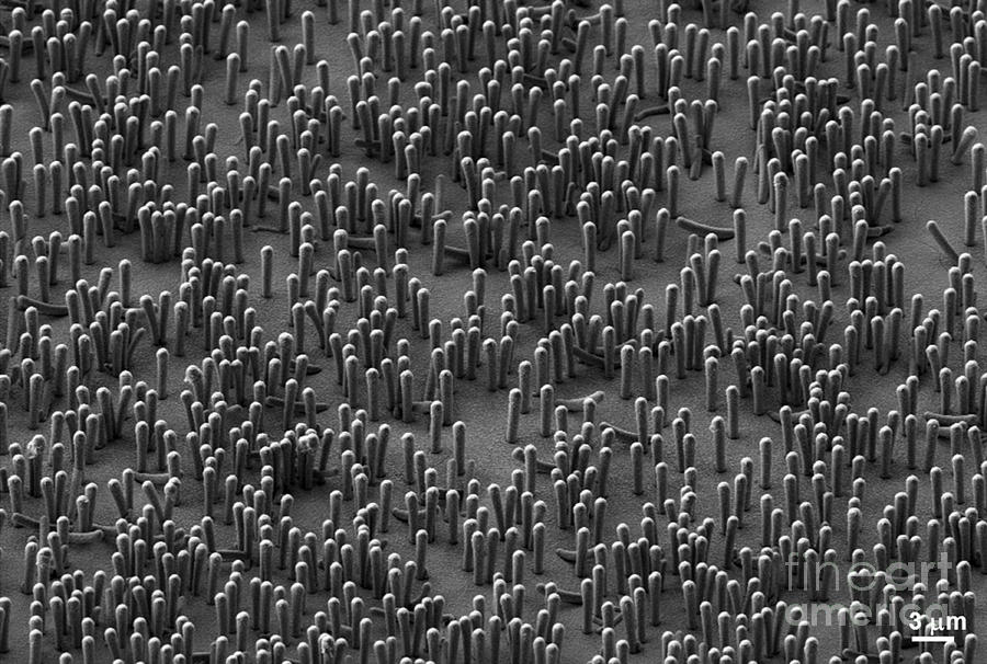 Nanowire Lithium-ion Batteries, Sem Photograph by Oleshko/NIST