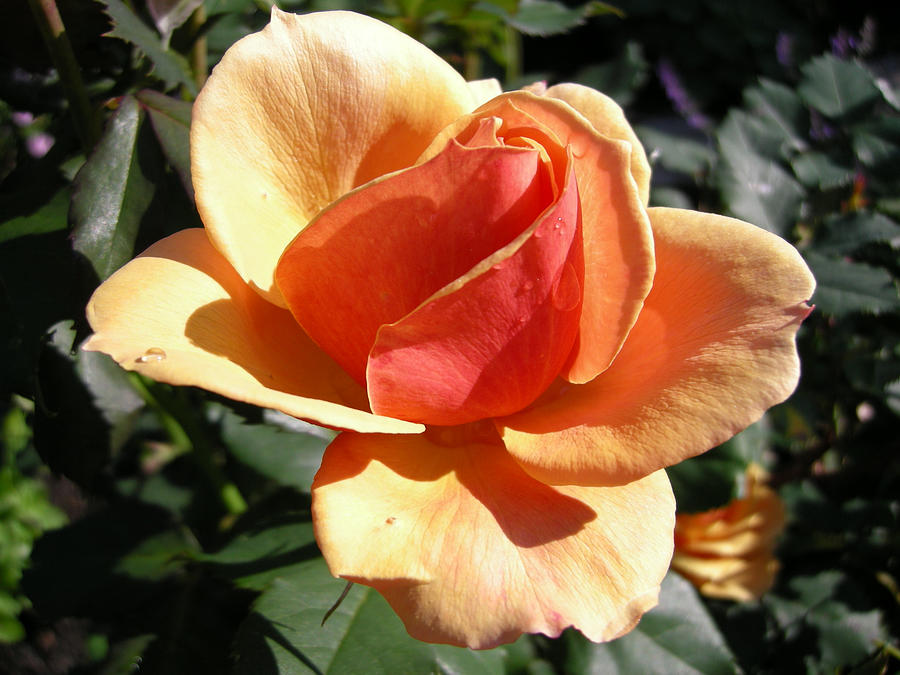 Nantucket Rose Photograph by Pauline Margarone - Fine Art America