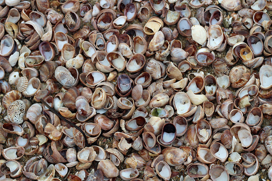 Nantucket Shells Photograph by Andrea K Grist - Fine Art America