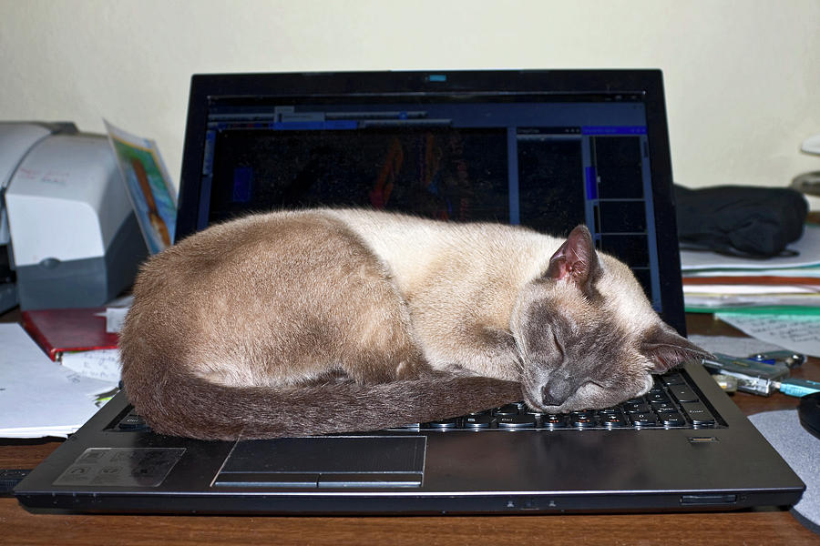 Nap on the Laptop Photograph by Sally Weigand
