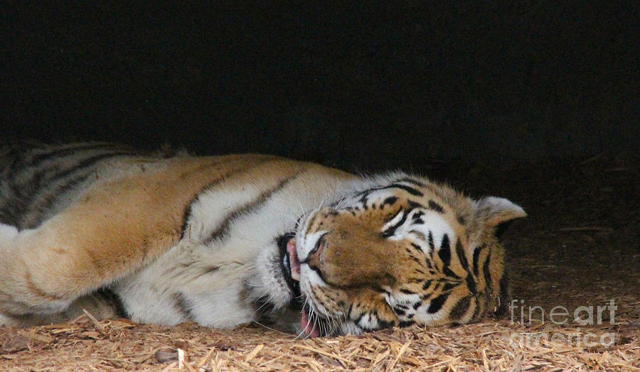 Tiger Photograph - Nap Time by Art Kurgin