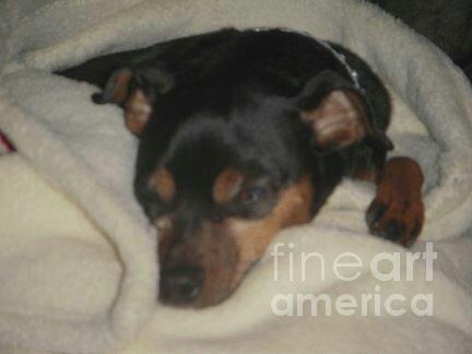 Mini Pinscher Photograph - Nap time by Deborah Finley Mini Pinscher Photograph - Nap time by Deborah Finley