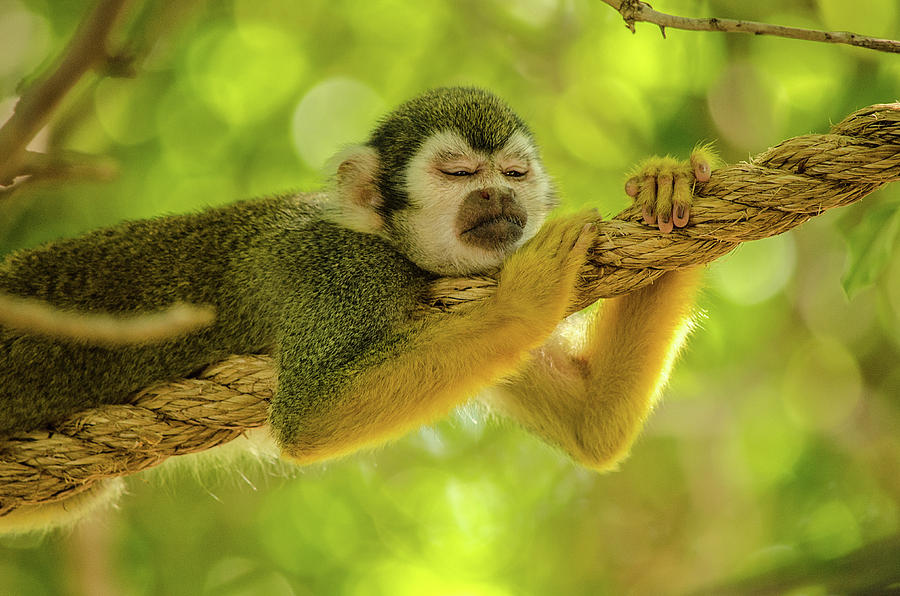 Mammal Photograph - Nap Time by Emily Bristor Mammal Photograph - Nap Time by Emily Bristor