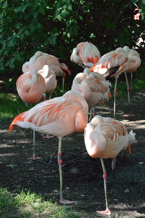 Flamingo Photograph - Nap Time Flamingos by Nicki Bennett