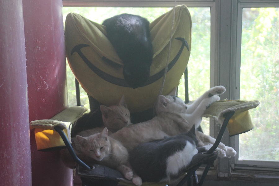 Nap Time For Kitties. Photograph