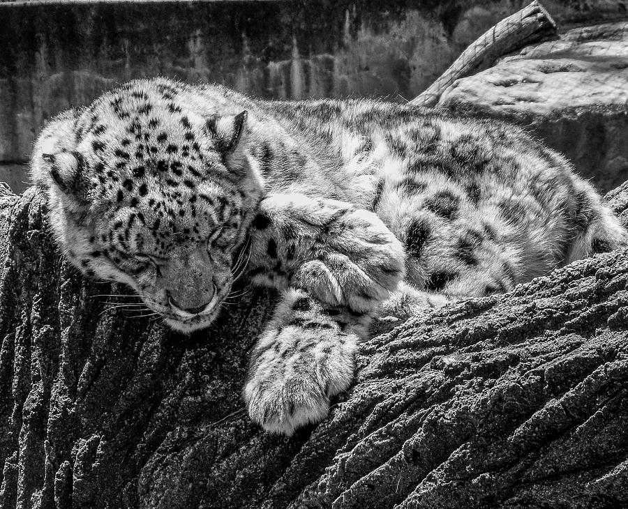 Nap time in  Black and White Photograph by Jan Milanowski