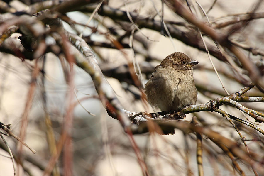 Sparrow Photograph - Nap Time by Iryna Goodall