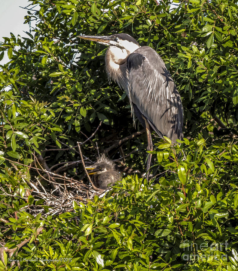 Nap Time Photograph by Nancy L Marshall - Fine Art America