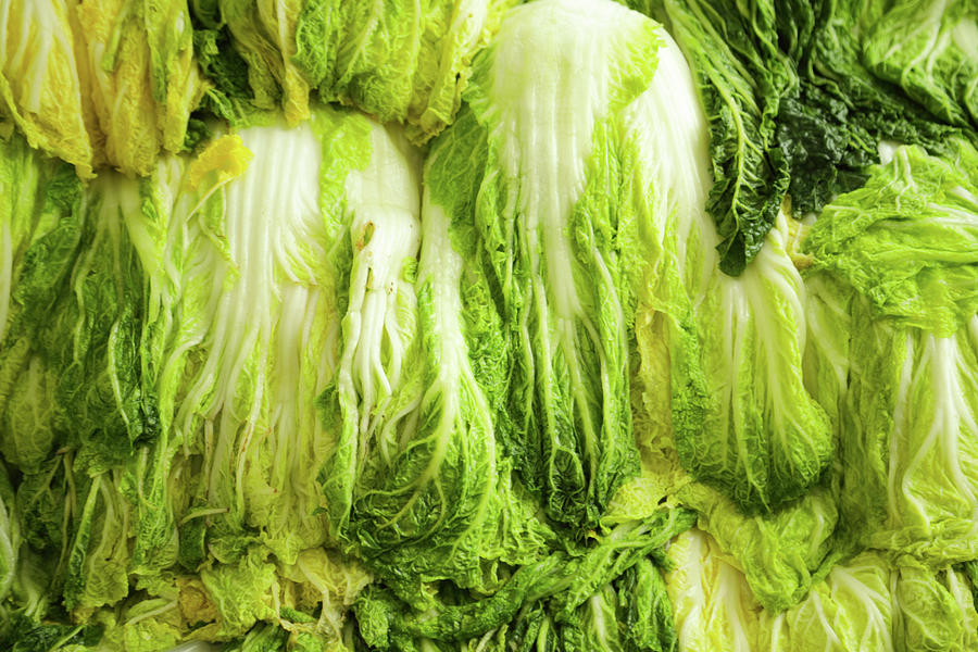 Napa cabbage Photograph by Hyuntae Kim