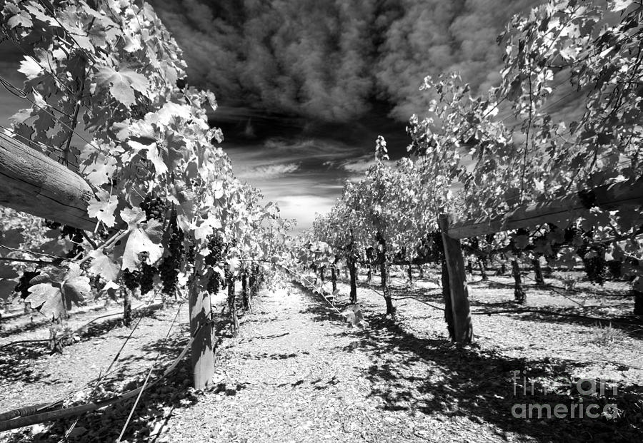 Napa Rows in BW Photograph by Mary Haber