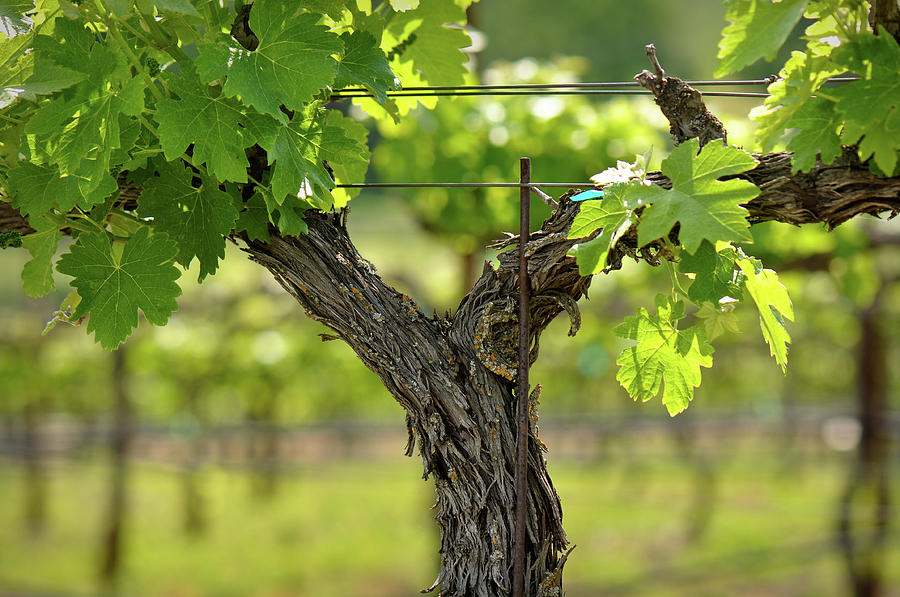 Napa Valley Grape Vine closeup in Spring Photograph by Brandon Bourdages