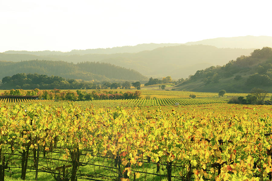 Napa Valley in Autumn Photograph by Brandon Bourdages