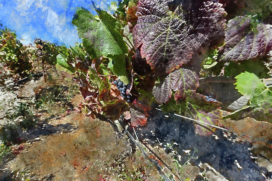 Wine Photograph - Napa Valley Leaves in the Vineyard by Brandon Bourdages