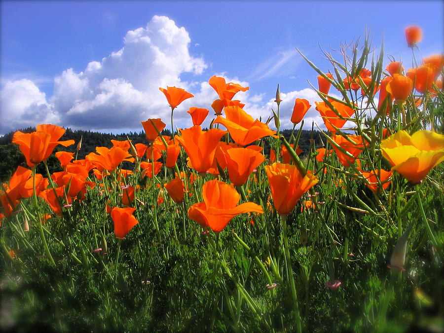 Napa Valley Oranges Photograph by Terry Zeyen Fine Art America