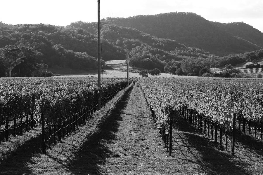 Napa Valley Vineyard .  Black and White . 7D9020 Photograph by Wingsdomain Art and Photography