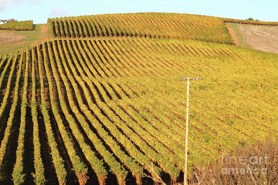 Napa Valley Vineyard 7D9062 Photograph by San Francisco
