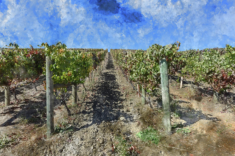 Napa Valley Vineyard - Rows of Grapes Photograph by Brandon Bourdages