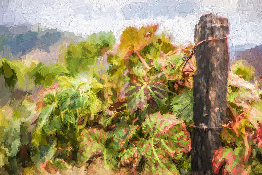 Napa Vineyard Painting by David Letts