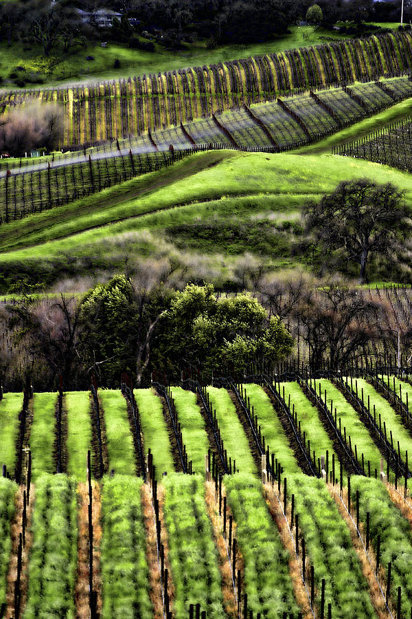 Wine Photograph - Napa Vineyards by Chuck Kuhn