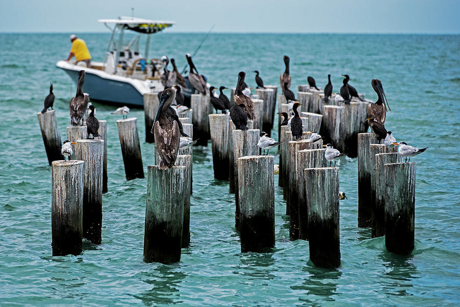 Naples Beach Pilons Gathering of the Birds Naple FL Photograph by Toby McGuire