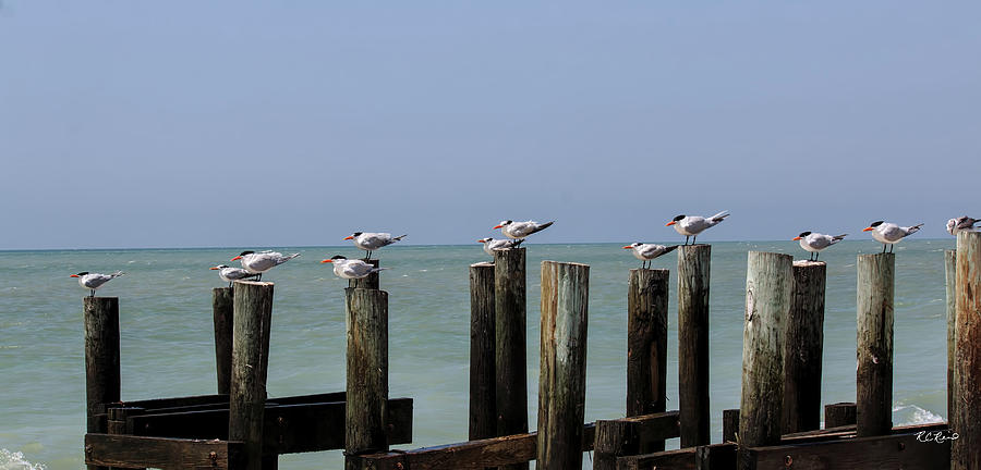 Naples Gulf View - Royal Tern Queue Photograph by Ronald Reid