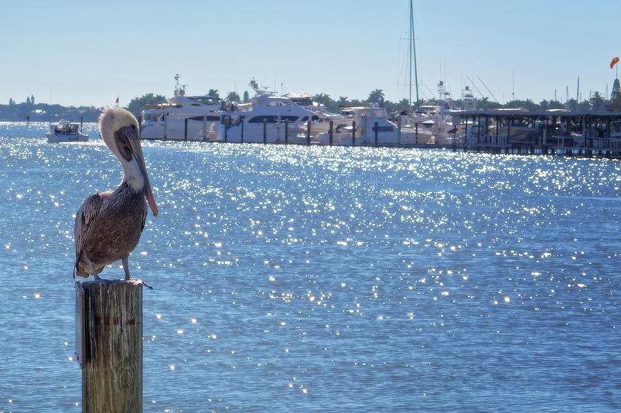Naples Pelican Photograph by Lars Lentz