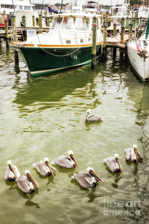 Naples Pelicans Photograph by Timothy Hacker