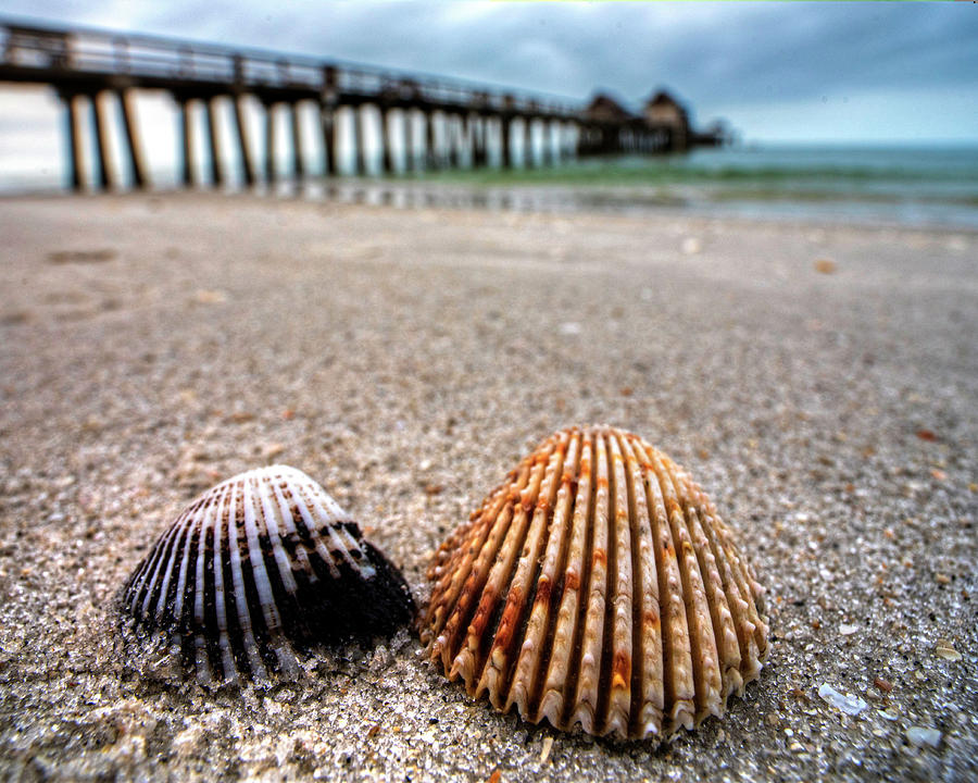 Naples Pier Seashells Naples FL Florida Photograph by Toby McGuire