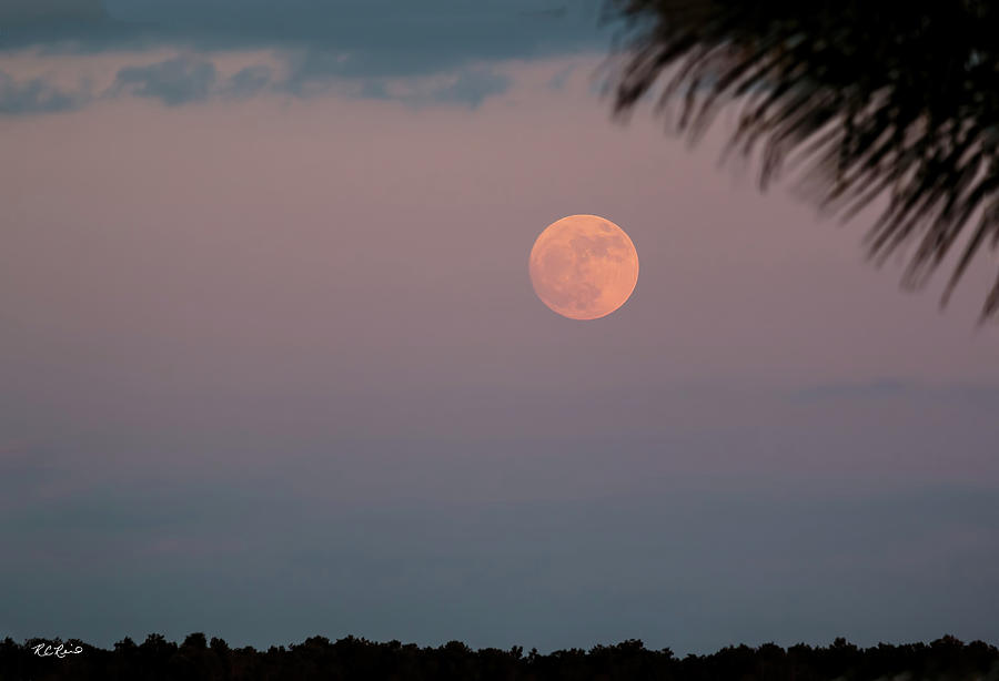 Naples Super Moon 2016 - Full Moon at Perigee over Naples Reserve - Close Photograph by Ronald Reid