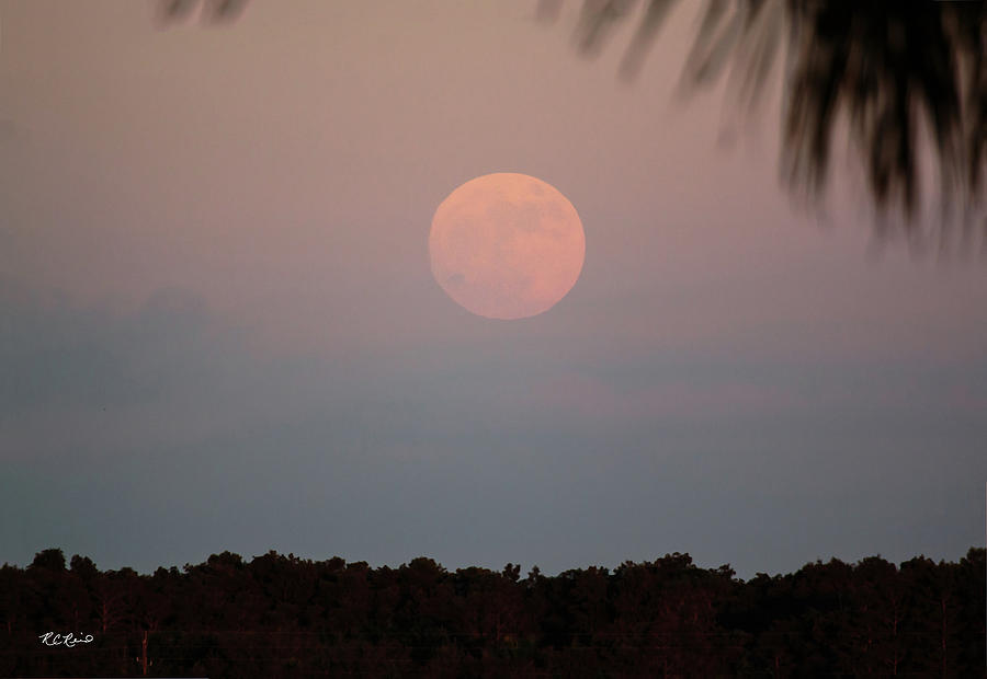 Naples Super Moon 2016 - Full Moon at Perigee over Naples Reserve - Closer Photograph by Ronald Reid