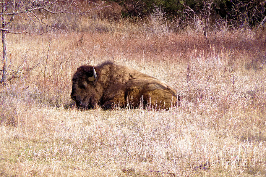 Buffalo Photograph - Napping Buffalo by Jeff Swan