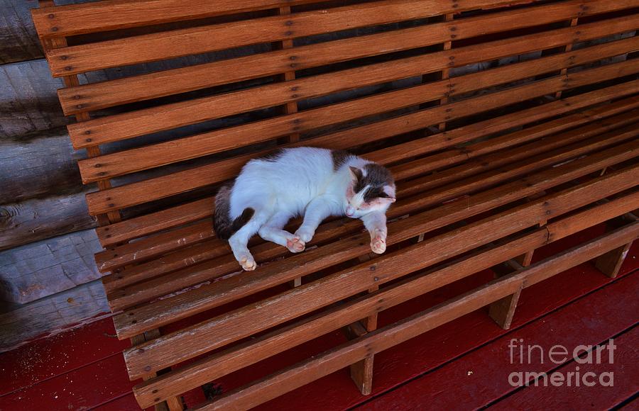 Napping Cat on Bench Photograph by Stacie Siemsen